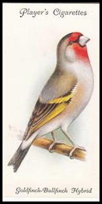 18 Goldfinch Bullfinch Hybrid